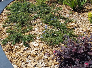 Mulch de madera picada para plantas